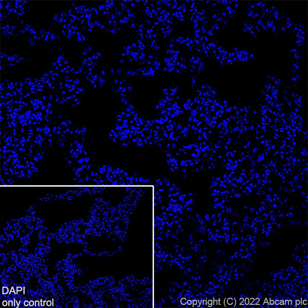 Immunohistochemistry (Frozen sections) - Alexa Fluor® 647 Anti-Bassoon/BSN antibody [EPR25379-3] (AB300673)