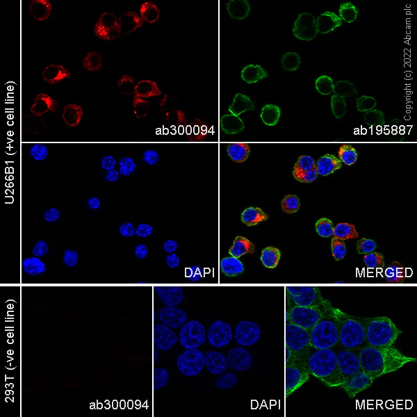 Immunocytochemistry/ Immunofluorescence - Alexa Fluor® 647 Anti-BCMA antibody [EPR22457-260] (AB300094)
