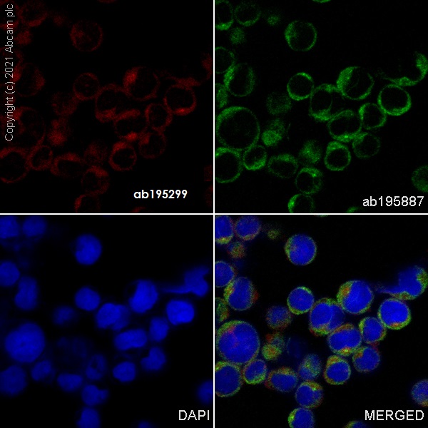Immunocytochemistry/ Immunofluorescence - Alexa Fluor® 647 Anti-beta 2 Microglobulin antibody [EP2978Y] (AB195299), expandable thumbnail