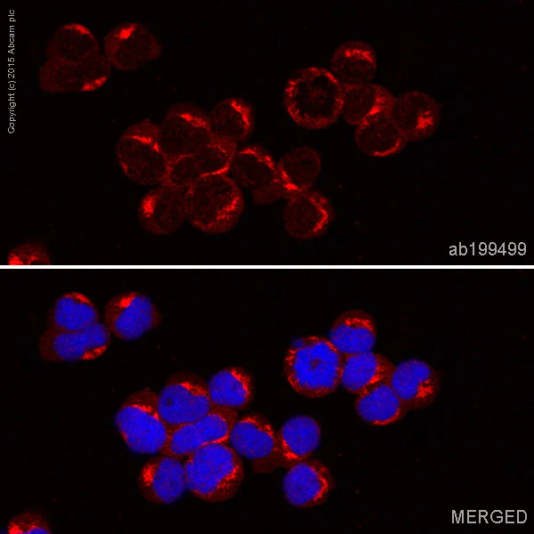 Immunocytochemistry/ Immunofluorescence - Alexa Fluor® 647 Anti-beta Arrestin 1 antibody [E274] (AB199499)