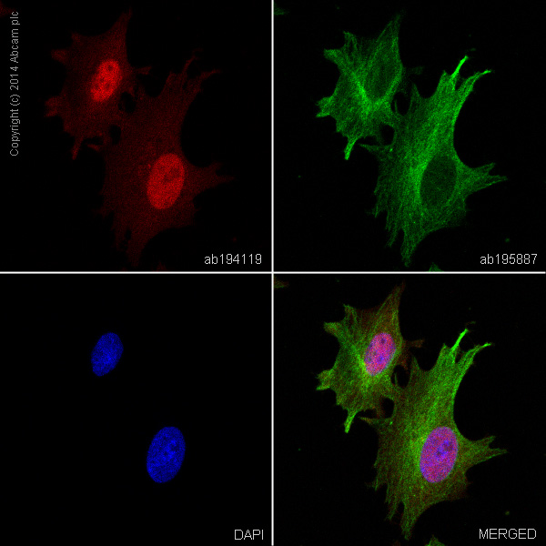Immunocytochemistry/ Immunofluorescence - Alexa Fluor® 647 Anti-beta Catenin antibody [E247] (AB194119), expandable thumbnail
