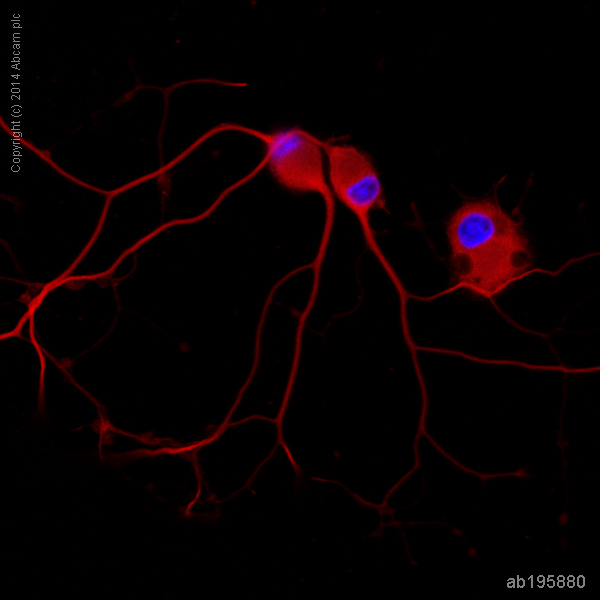 Immunocytochemistry/ Immunofluorescence - Alexa Fluor® 647 Anti-beta III Tubulin antibody [2G10] (AB195880), expandable thumbnail