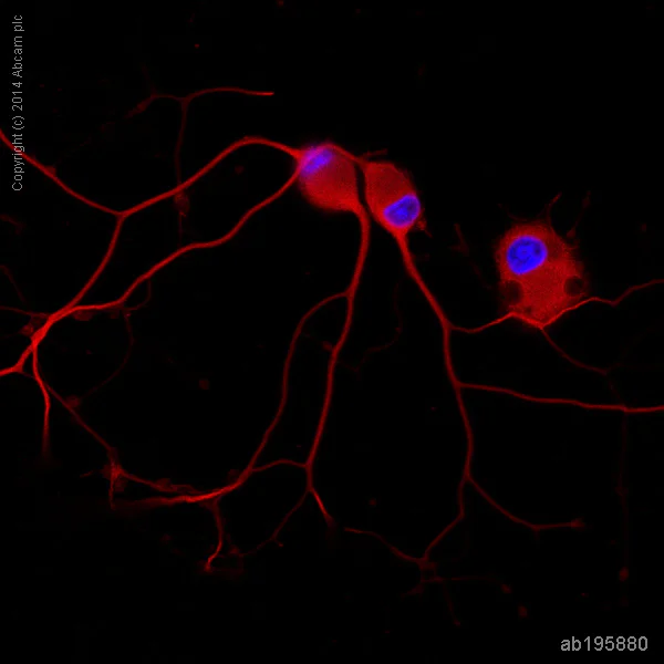 Immunocytochemistry/ Immunofluorescence - Alexa Fluor® 647 Anti-beta III Tubulin antibody [2G10] - Neuronal Marker (AB195880)