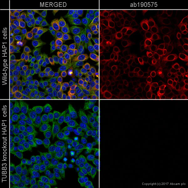 Immunocytochemistry/ Immunofluorescence - Alexa Fluor® 647 Anti-beta III Tubulin antibody [EP1569Y] - Neuronal Marker (AB190575)