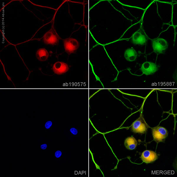 Immunocytochemistry/ Immunofluorescence - Alexa Fluor® 647 Anti-beta III Tubulin antibody [EP1569Y] - Neuronal Marker (AB190575)