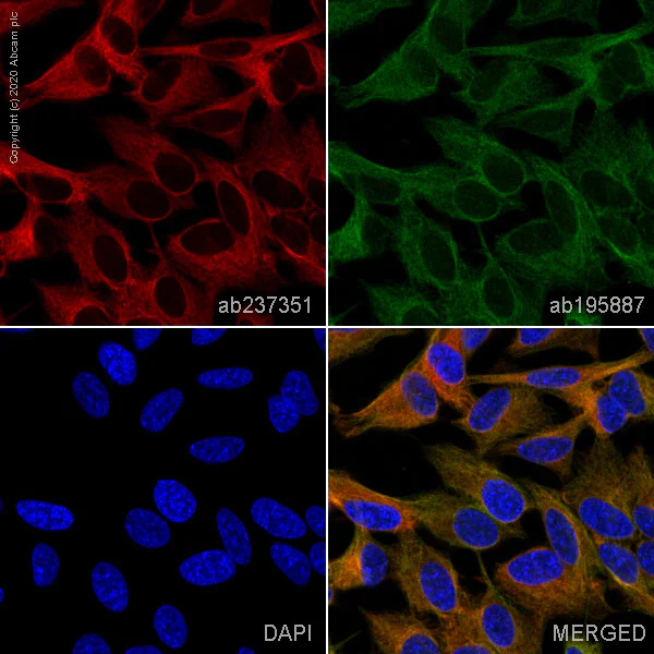 Immunocytochemistry/ Immunofluorescence - Alexa Fluor® 647 Anti-beta III Tubulin antibody [EPR19591] - Neuronal Marker (AB237351)
