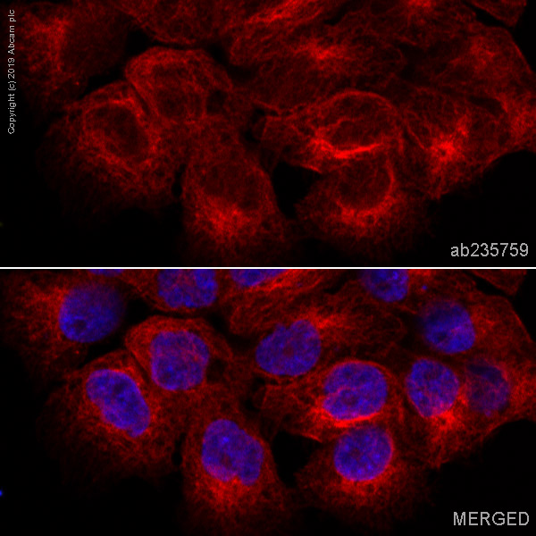 Immunocytochemistry/ Immunofluorescence - Alexa Fluor® 647 Anti-beta Tubulin antibody [AA2] (AB235759), expandable thumbnail
