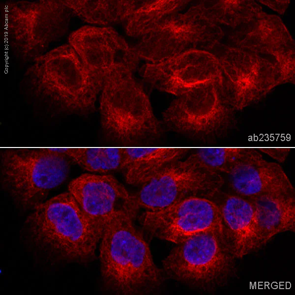 Immunocytochemistry/ Immunofluorescence - Alexa Fluor® 647 Anti-beta Tubulin antibody [AA2] - Microtubule Marker (AB235759)