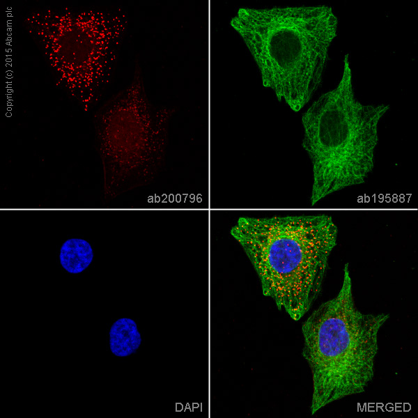 Immunocytochemistry/ Immunofluorescence - Alexa Fluor® 647 Anti-BMP4 antibody [EPR6211] (AB200796)