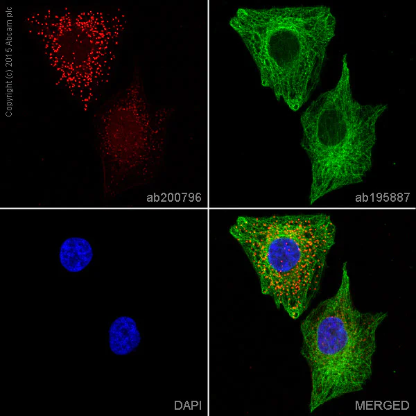 Immunocytochemistry/ Immunofluorescence - Alexa Fluor® 647 Anti-BMP4 antibody [EPR6211] (AB200796)