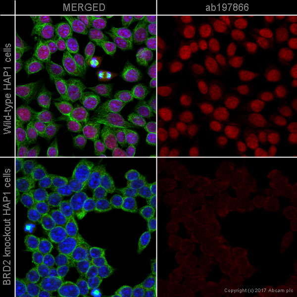 Immunocytochemistry/ Immunofluorescence - Alexa Fluor® 647 Anti-BRD2 antibody [EPR7642] (AB197866), expandable thumbnail