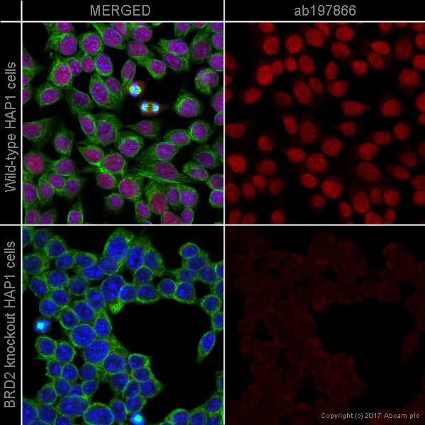 Immunocytochemistry/ Immunofluorescence - Alexa Fluor® 647 Anti-BRD2 antibody [EPR7642] (AB197866)
