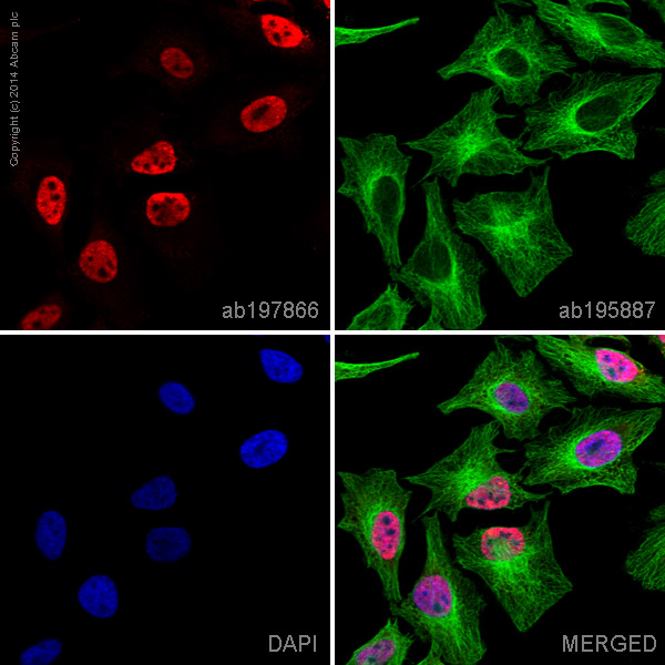 Immunocytochemistry/ Immunofluorescence - Alexa Fluor® 647 Anti-BRD2 antibody [EPR7642] (AB197866), expandable thumbnail