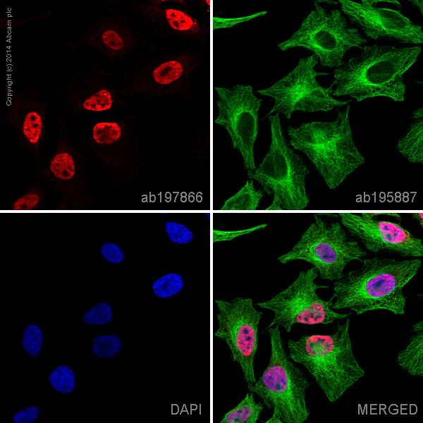Immunocytochemistry/ Immunofluorescence - Alexa Fluor® 647 Anti-BRD2 antibody [EPR7642] (AB197866)