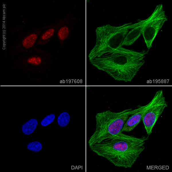 Immunocytochemistry/ Immunofluorescence - Alexa Fluor® 647 Anti-Brd4 antibody [EPR5150(2)] (AB197608), expandable thumbnail