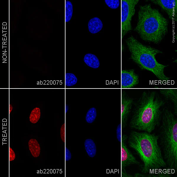 Immunocytochemistry/ Immunofluorescence - Alexa Fluor® 647 Anti-BrdU antibody [BU1/75 (ICR1)] (AB220075)