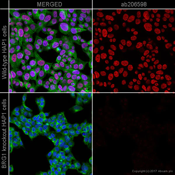 Immunocytochemistry/ Immunofluorescence - Alexa Fluor® 647 Anti-BRG1 antibody [EPR3912] (AB206598)