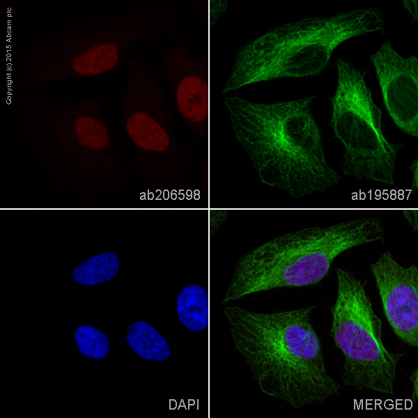 Immunocytochemistry/ Immunofluorescence - Alexa Fluor® 647 Anti-BRG1 antibody [EPR3912] (AB206598)