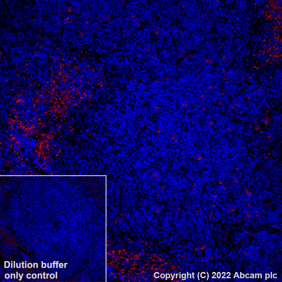 Immunohistochemistry (Formalin/PFA-fixed paraffin-embedded sections) - Alexa Fluor® 647 Anti-BST2/Tetherin antibody [EPR23597-202] (AB305206), expandable thumbnail