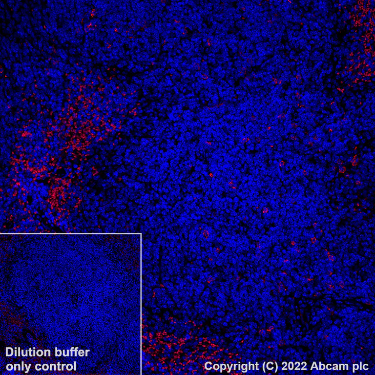 Immunohistochemistry (Formalin/PFA-fixed paraffin-embedded sections) - Alexa Fluor® 647 Anti-BST2/Tetherin antibody [EPR23597-202] (AB305206)