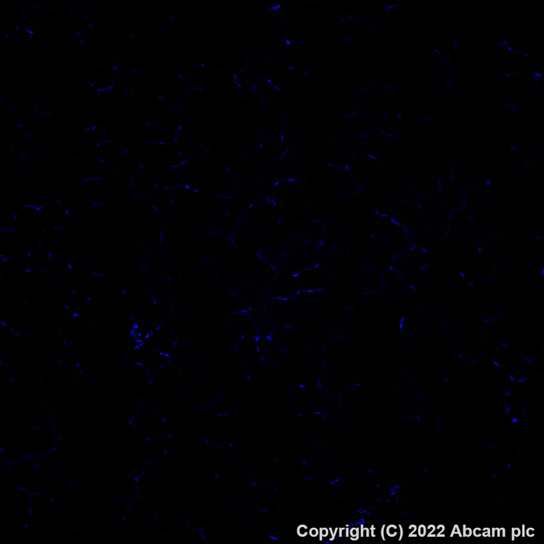 Immunohistochemistry (Formalin/PFA-fixed paraffin-embedded sections) - Alexa Fluor® 647 Anti-BST2/Tetherin antibody [EPR23597-202] (AB305206)