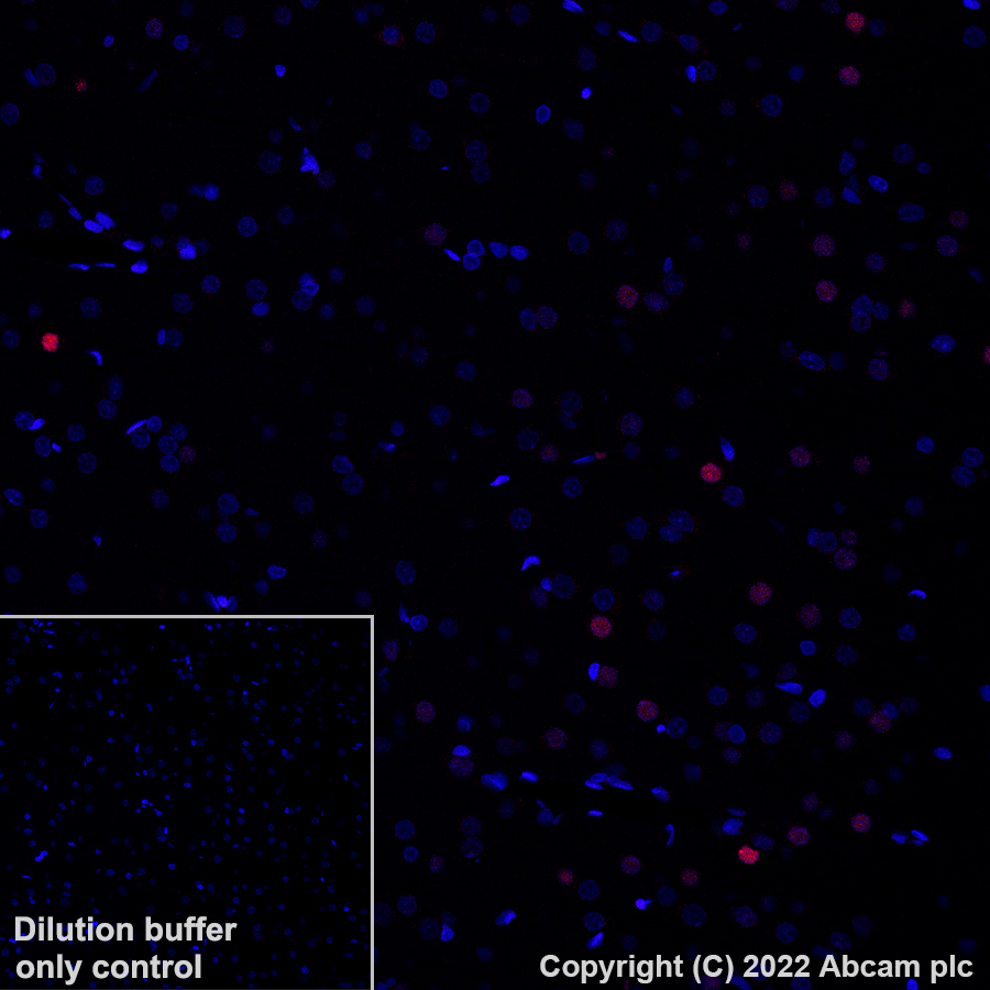 Immunohistochemistry (Formalin/PFA-fixed paraffin-embedded sections) - Alexa Fluor® 647 Anti-c-Fos antibody [EPR24046-20] (AB307378), expandable thumbnail