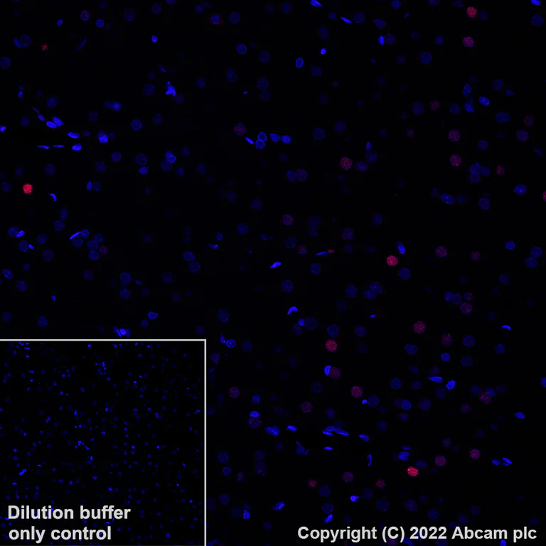 Immunohistochemistry (Formalin/PFA-fixed paraffin-embedded sections) - Alexa Fluor® 647 Anti-c-Fos antibody [EPR24046-20] (AB307378)