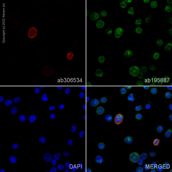 Immunocytochemistry/ Immunofluorescence - Alexa Fluor® 647 Anti-c-Kit antibody [EPR24708-25] (AB306534), expandable thumbnail