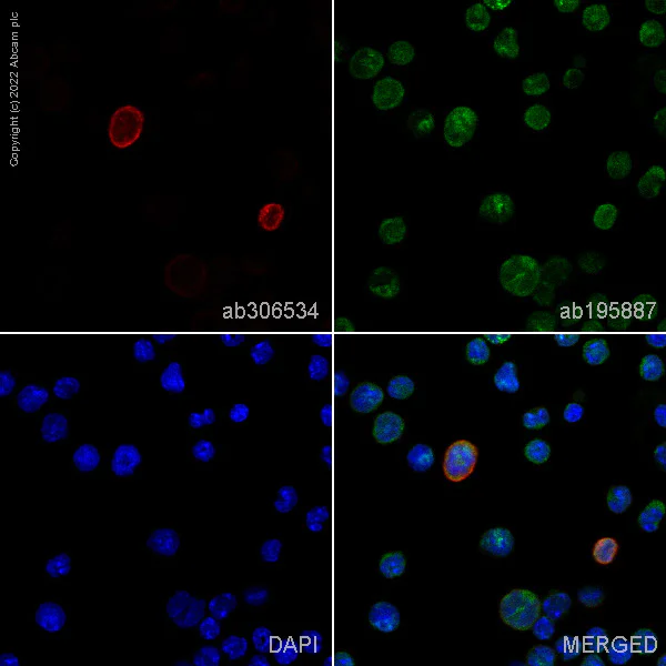 Immunocytochemistry/ Immunofluorescence - Alexa Fluor® 647 Anti-c-Kit antibody [EPR24708-25] (AB306534)