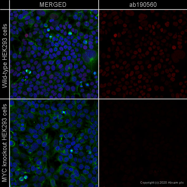 Immunocytochemistry/ Immunofluorescence - Alexa Fluor® 647 Anti-c-Myc antibody [Y69] (AB190560), expandable thumbnail