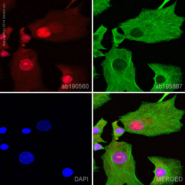 Immunocytochemistry/ Immunofluorescence - Alexa Fluor® 647 Anti-c-Myc antibody [Y69] (AB190560)