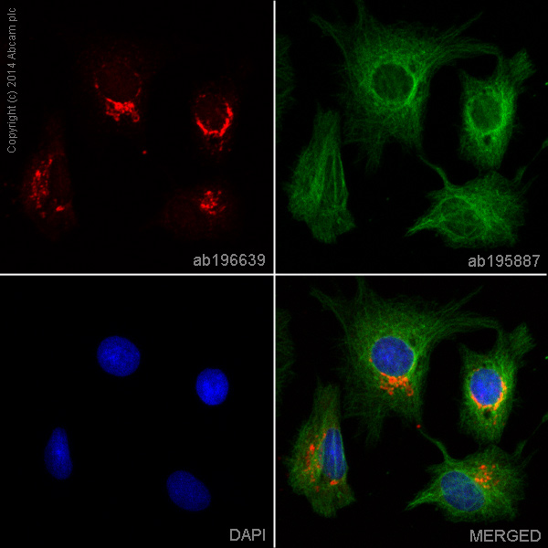 Immunocytochemistry/ Immunofluorescence - Alexa Fluor® 647 Anti-C3 antibody [EPR2988] (AB196639), expandable thumbnail