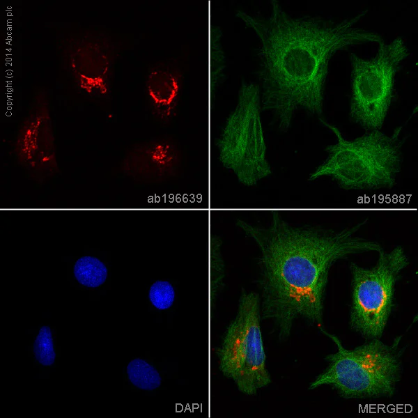 Immunocytochemistry/ Immunofluorescence - Alexa Fluor® 647 Anti-C3 antibody [EPR2988] (AB196639)