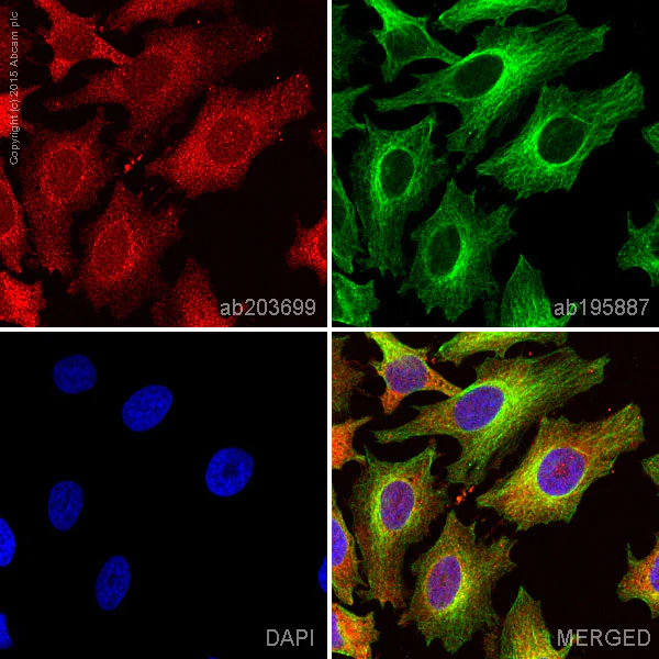 Immunocytochemistry/ Immunofluorescence - Alexa Fluor® 647 Anti-CAD antibody [EP710Y] (AB203699)