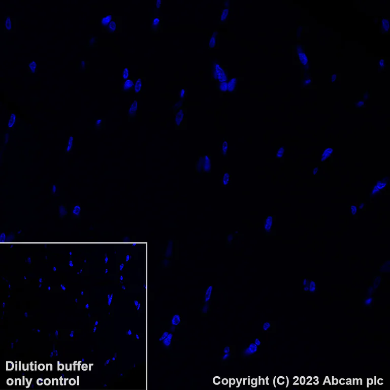 Immunohistochemistry (Formalin/PFA-fixed paraffin-embedded sections) - Alexa Fluor® 647 Anti-Calcineurin B/PPP3R1 antibody [EPR24992-18] (AB315850)