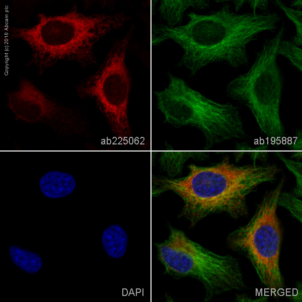 Immunocytochemistry/ Immunofluorescence - Alexa Fluor® 647 Anti-Calnexin antibody [EPR3632] (AB225062)