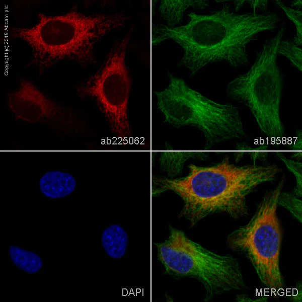 Immunocytochemistry/ Immunofluorescence - Alexa Fluor® 647 Anti-Calnexin antibody [EPR3632] (AB225062)