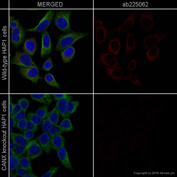 Anti-Calnexin Alexa Fluor® 647 antibody [EPR3632] (ab225062) IgG
