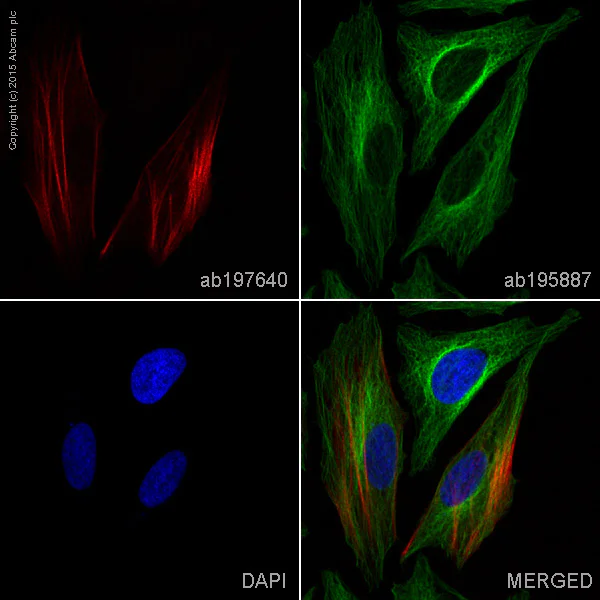 Immunocytochemistry/ Immunofluorescence - Alexa Fluor® 647 Anti-Calponin 1 antibody [EP798Y] (AB197640)