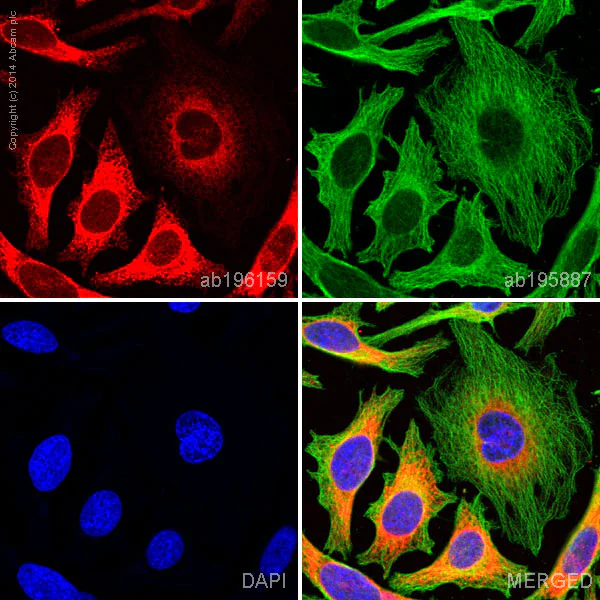 Anti-calreticulin - Alexa Fluor® 647 antibody [EPR3924