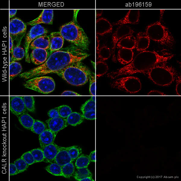 Anti-calreticulin - Alexa Fluor® 647 antibody [EPR3924