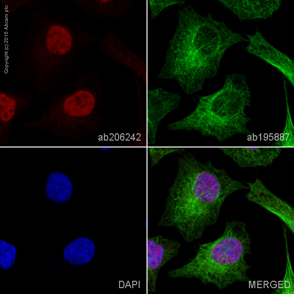 Immunocytochemistry/ Immunofluorescence - Alexa Fluor® 647 Anti-CAMKIV antibody [EP2565AY] (AB206242), expandable thumbnail
