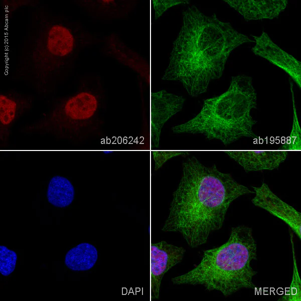Immunocytochemistry/ Immunofluorescence - Alexa Fluor® 647 Anti-CAMKIV antibody [EP2565AY] (AB206242)