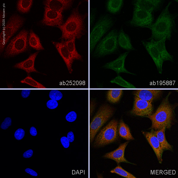 Immunocytochemistry/ Immunofluorescence - Alexa Fluor® 647 Anti-cAMP Protein Kinase Catalytic subunit antibody [EP2102Y] (AB252098), expandable thumbnail