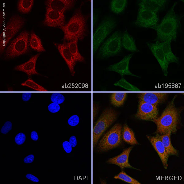 Immunocytochemistry/ Immunofluorescence - Alexa Fluor® 647 Anti-cAMP Protein Kinase Catalytic subunit antibody [EP2102Y] (AB252098)
