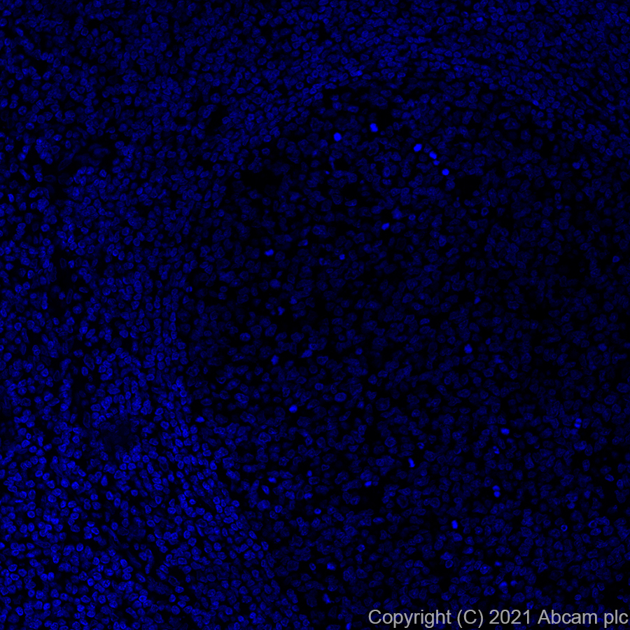 Immunohistochemistry (Formalin/PFA-fixed paraffin-embedded sections) - Alexa Fluor® 647 Anti-Carboxypeptidase A antibody [EPR24384-69] (AB282196), expandable thumbnail