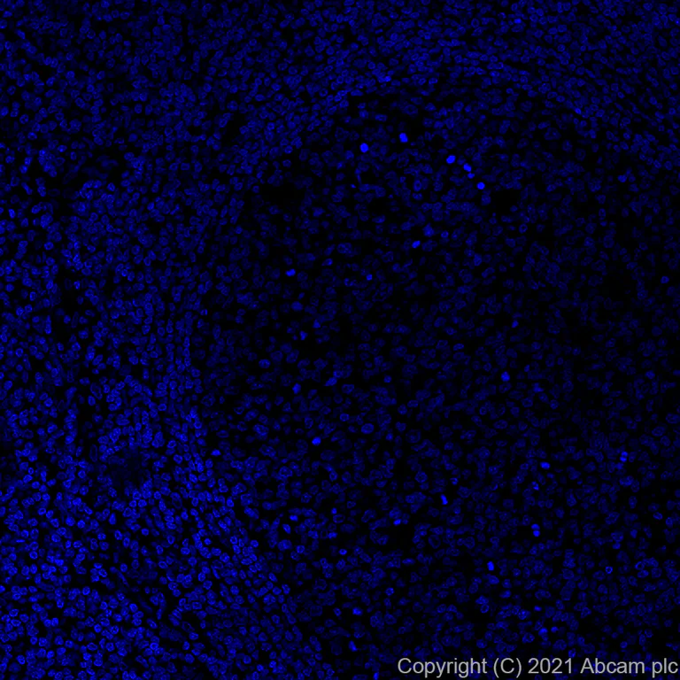 Immunohistochemistry (Formalin/PFA-fixed paraffin-embedded sections) - Alexa Fluor® 647 Anti-Carboxypeptidase A antibody [EPR24384-69] (AB282196)