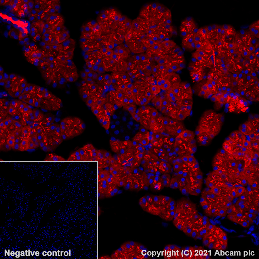 Immunohistochemistry (Formalin/PFA-fixed paraffin-embedded sections) - Alexa Fluor® 647 Anti-Carboxypeptidase A antibody [EPR24384-69] (AB282196), expandable thumbnail