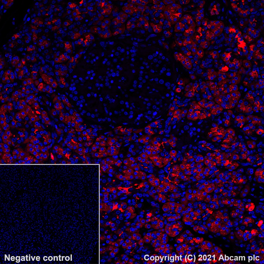 Immunohistochemistry (Formalin/PFA-fixed paraffin-embedded sections) - Alexa Fluor® 647 Anti-Carboxypeptidase A antibody [EPR24384-69] (AB282196), expandable thumbnail