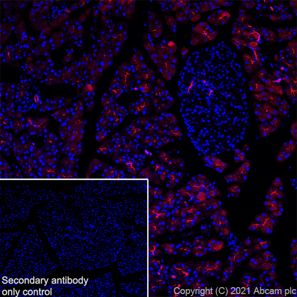 Immunohistochemistry (Frozen sections) - Alexa Fluor® 647 Anti-Carboxypeptidase A antibody [EPR24384-69] (AB282196), expandable thumbnail